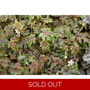 Tiarella 'Pacific Crest'